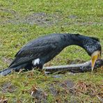 Kormoran im Jagdglück