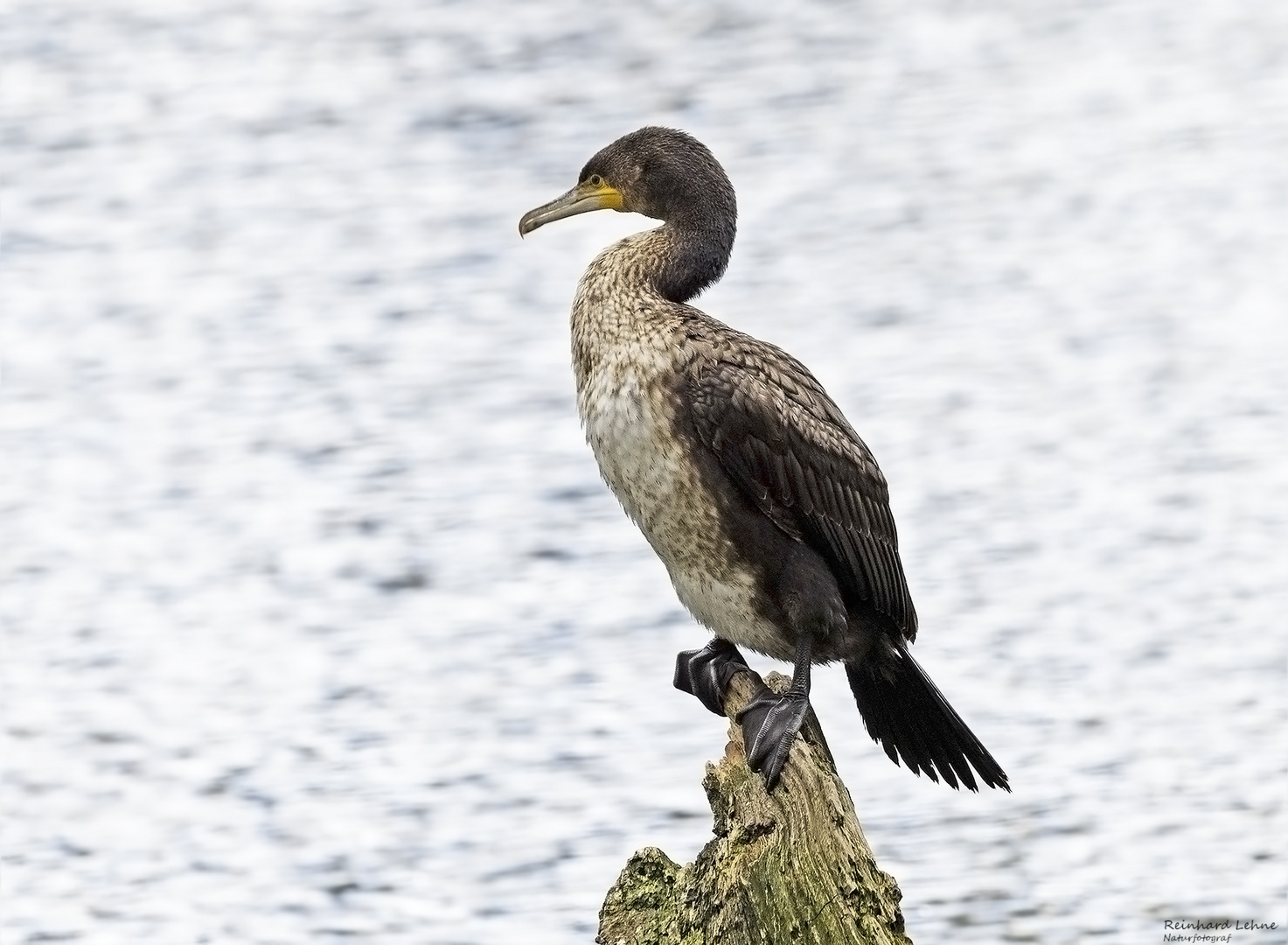 Kormoran im Jugendkleid