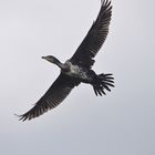 Kormoran im Landanflug