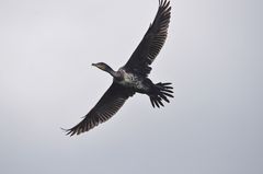 Kormoran im Landanflug