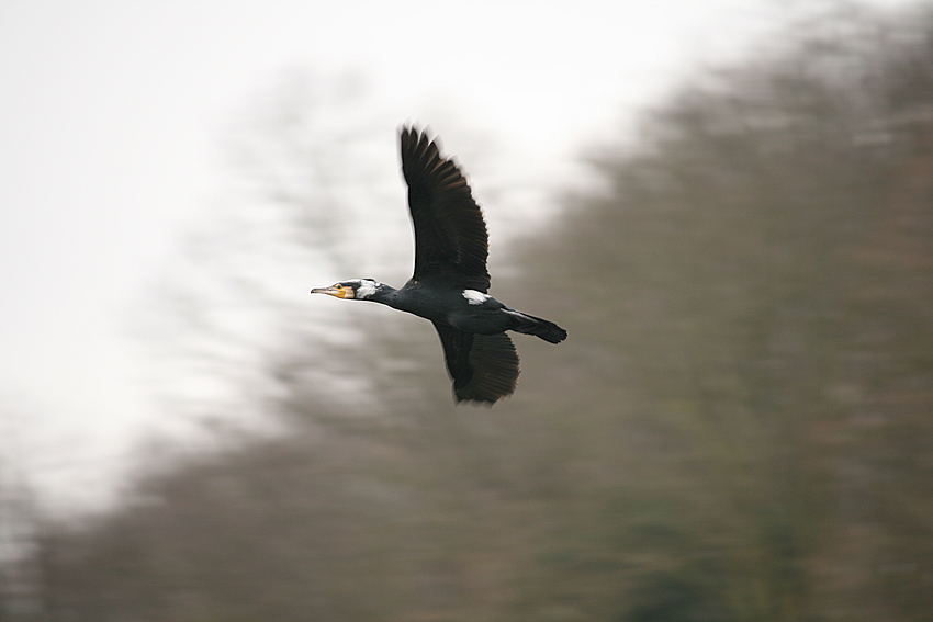 kormoran im landeanflug