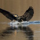 Kormoran im Landeanflug