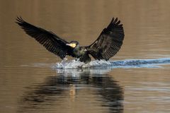 Kormoran im Landeanflug