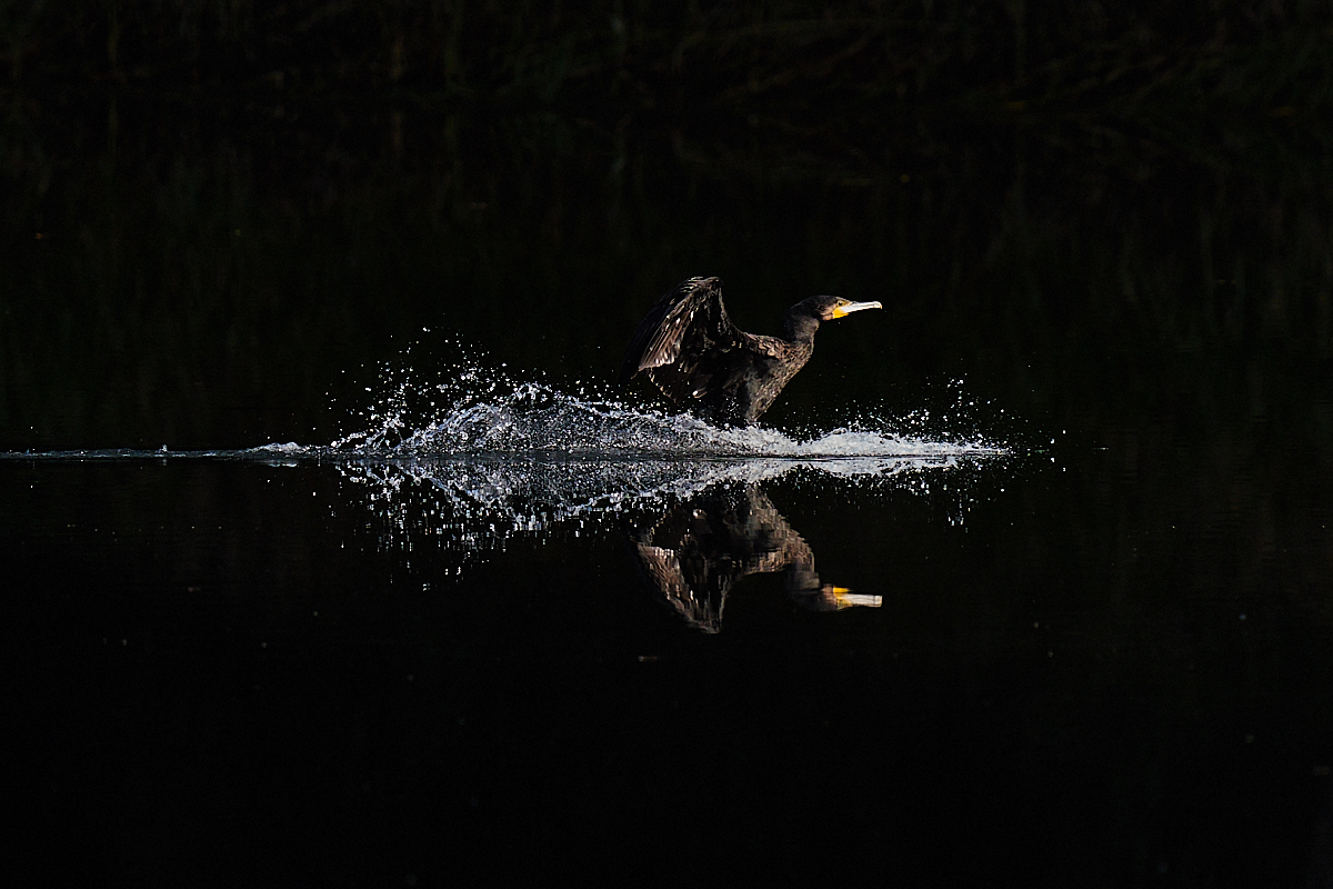 Kormoran im Landeanflug