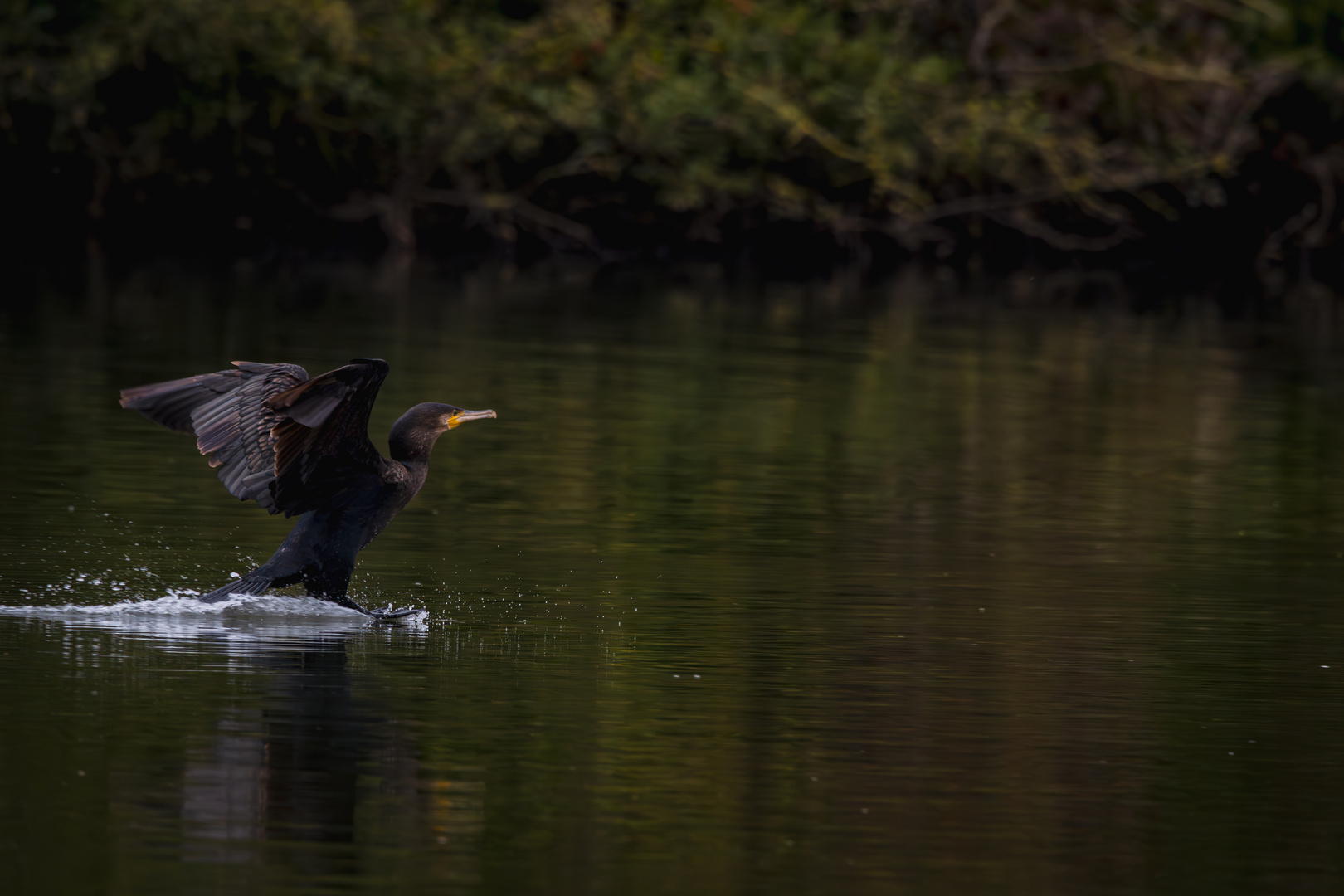 Kormoran im Landeanflug