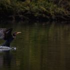 Kormoran im Landeanflug