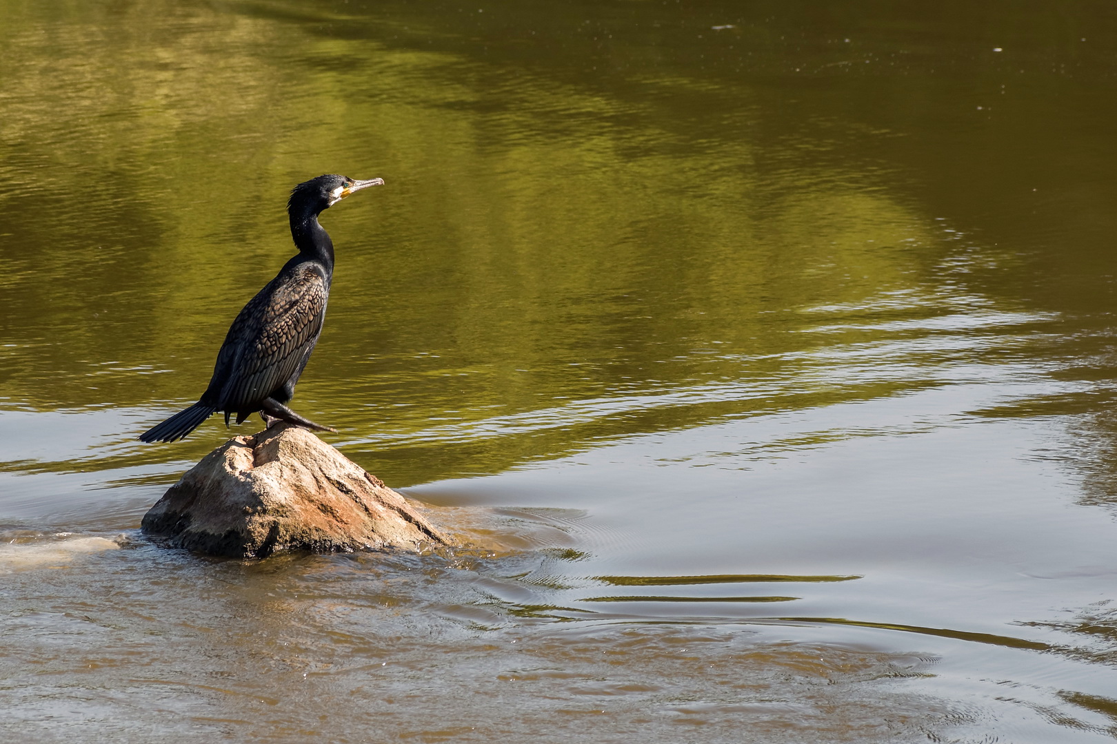 Kormoran im Main-Donau-Kanal