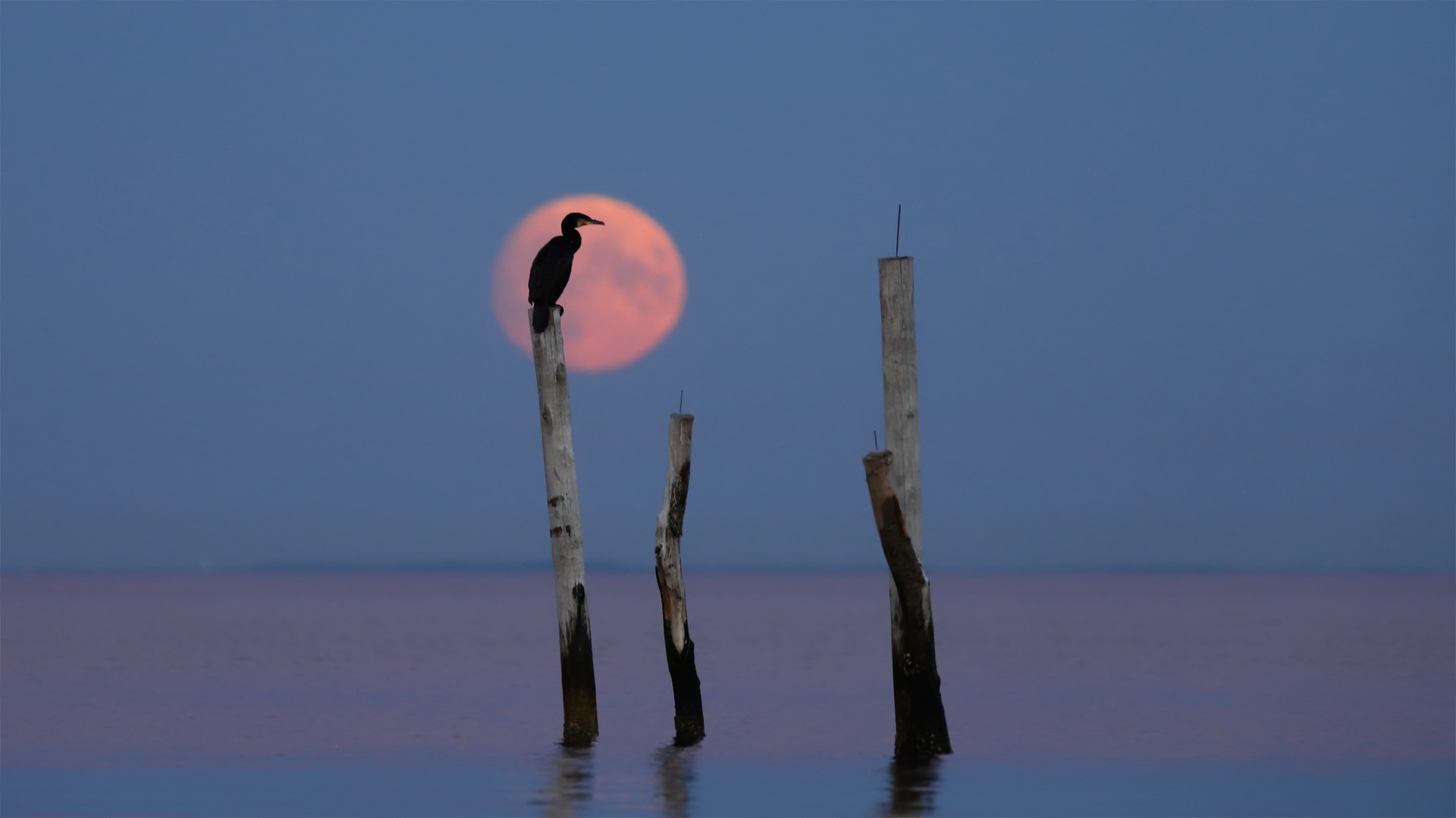 Kormoran im Mond