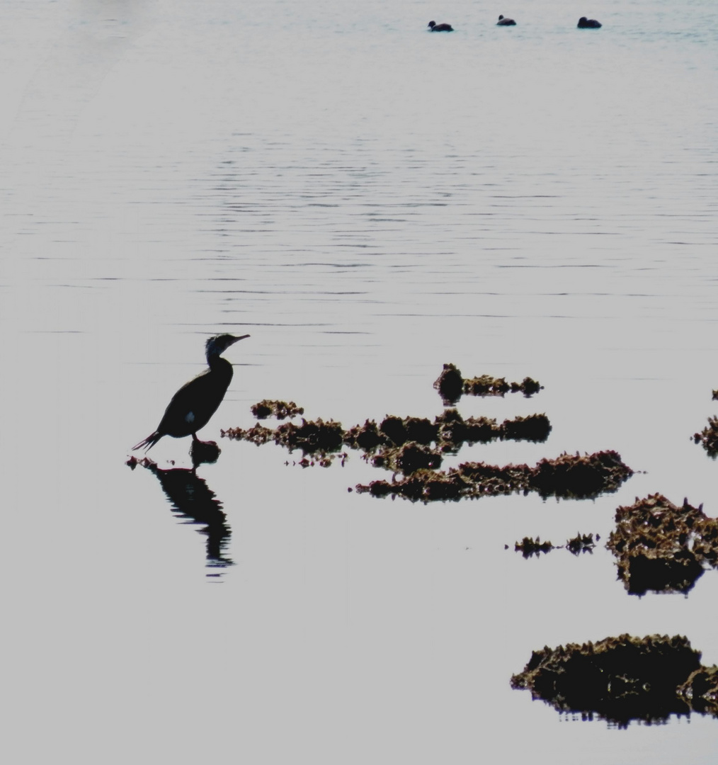 Kormoran im morgendlichen Gegenlicht.