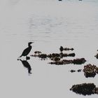 Kormoran im morgendlichen Gegenlicht.