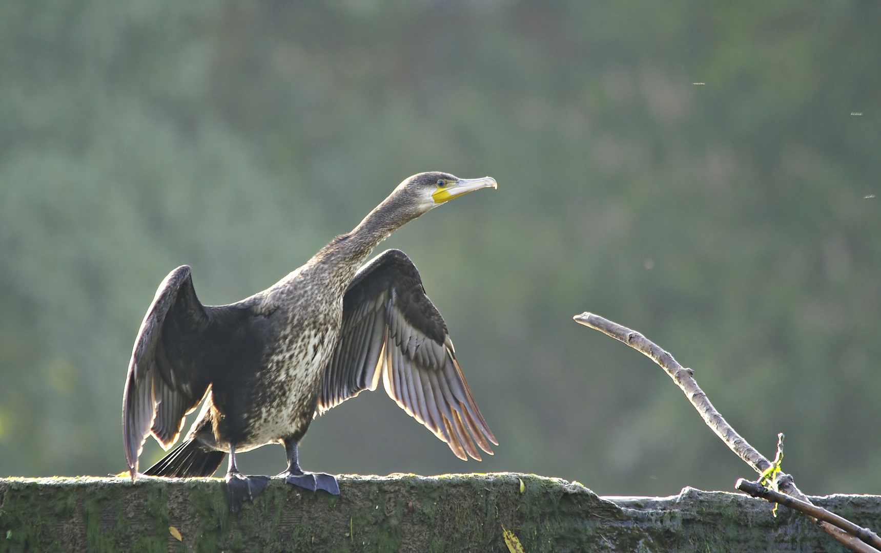 Kormoran im Morgenlicht