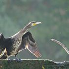 Kormoran im Morgenlicht