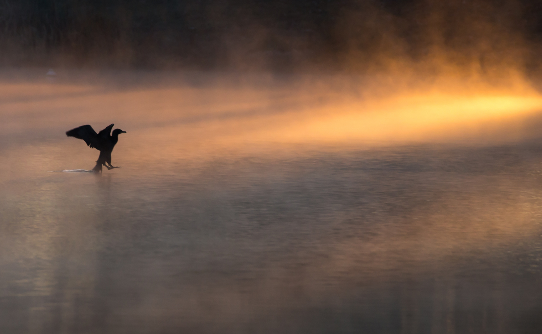 Kormoran im Morgenlicht