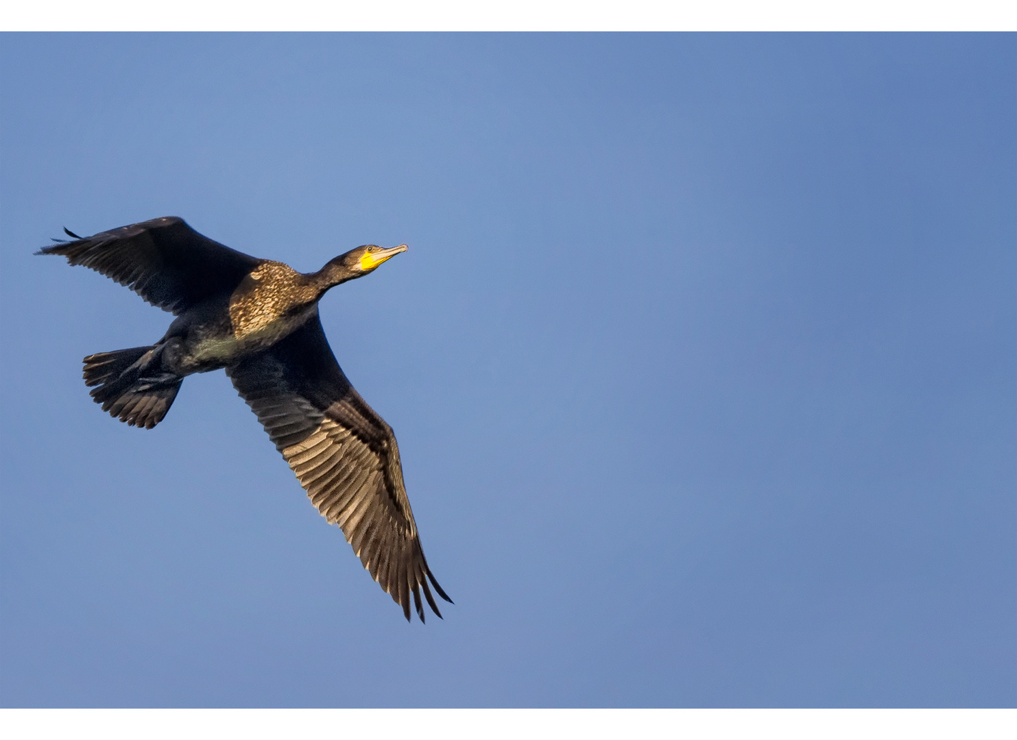 Kormoran im Morgenlicht