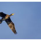 Kormoran im Morgenlicht