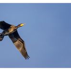 Kormoran im Morgenlicht