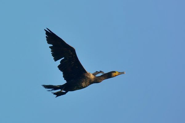 Kormoran im Morgenlicht
