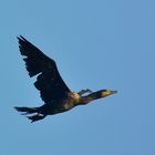 Kormoran im Morgenlicht