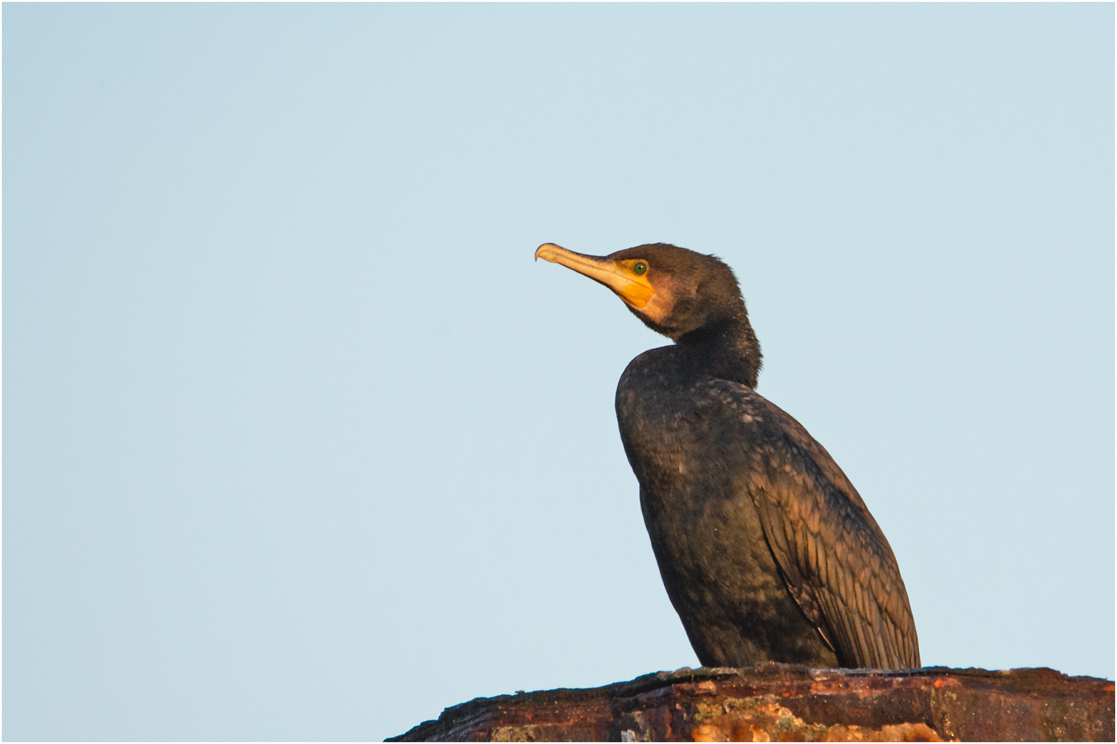 Kormoran im Morgenlicht von . . .