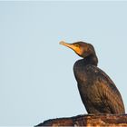 Kormoran im Morgenlicht von . . .