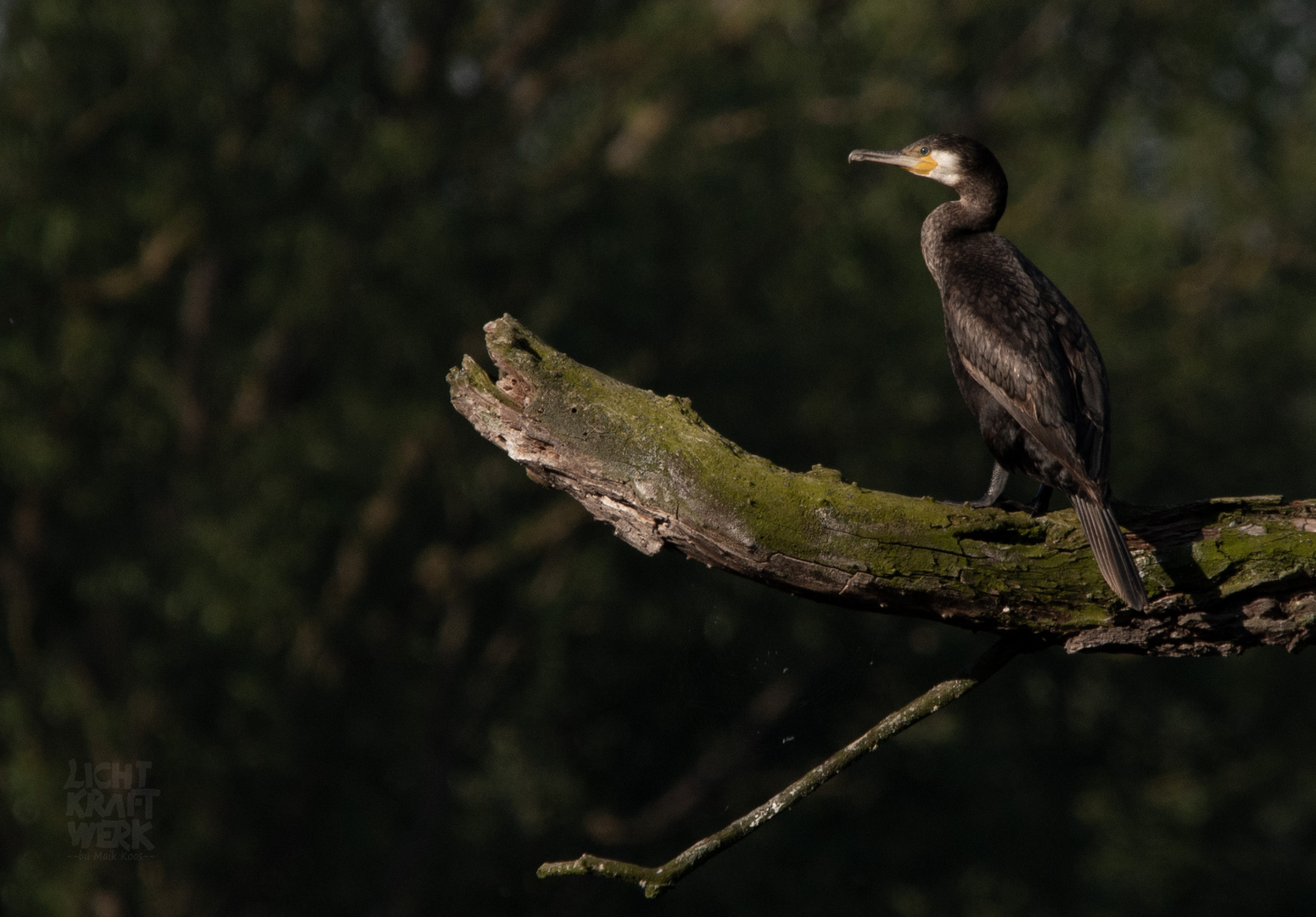 Kormoran im Morgenschein