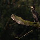 Kormoran im Morgenschein