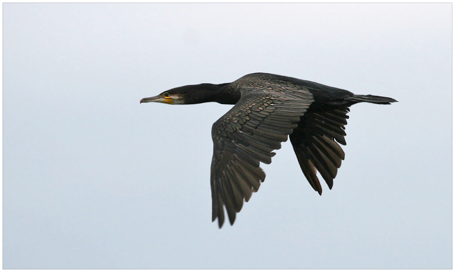 Kormoran im Nebel