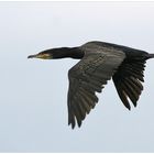 Kormoran im Nebel