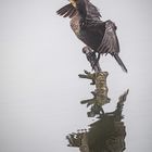 Kormoran im Nebel