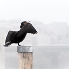 Kormoran im Nebel