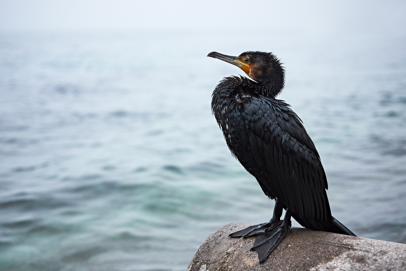 Kormoran im nebligen Konstanz am Bodensee