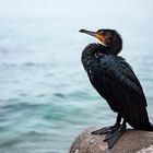 Kormoran im nebligen Konstanz am Bodensee