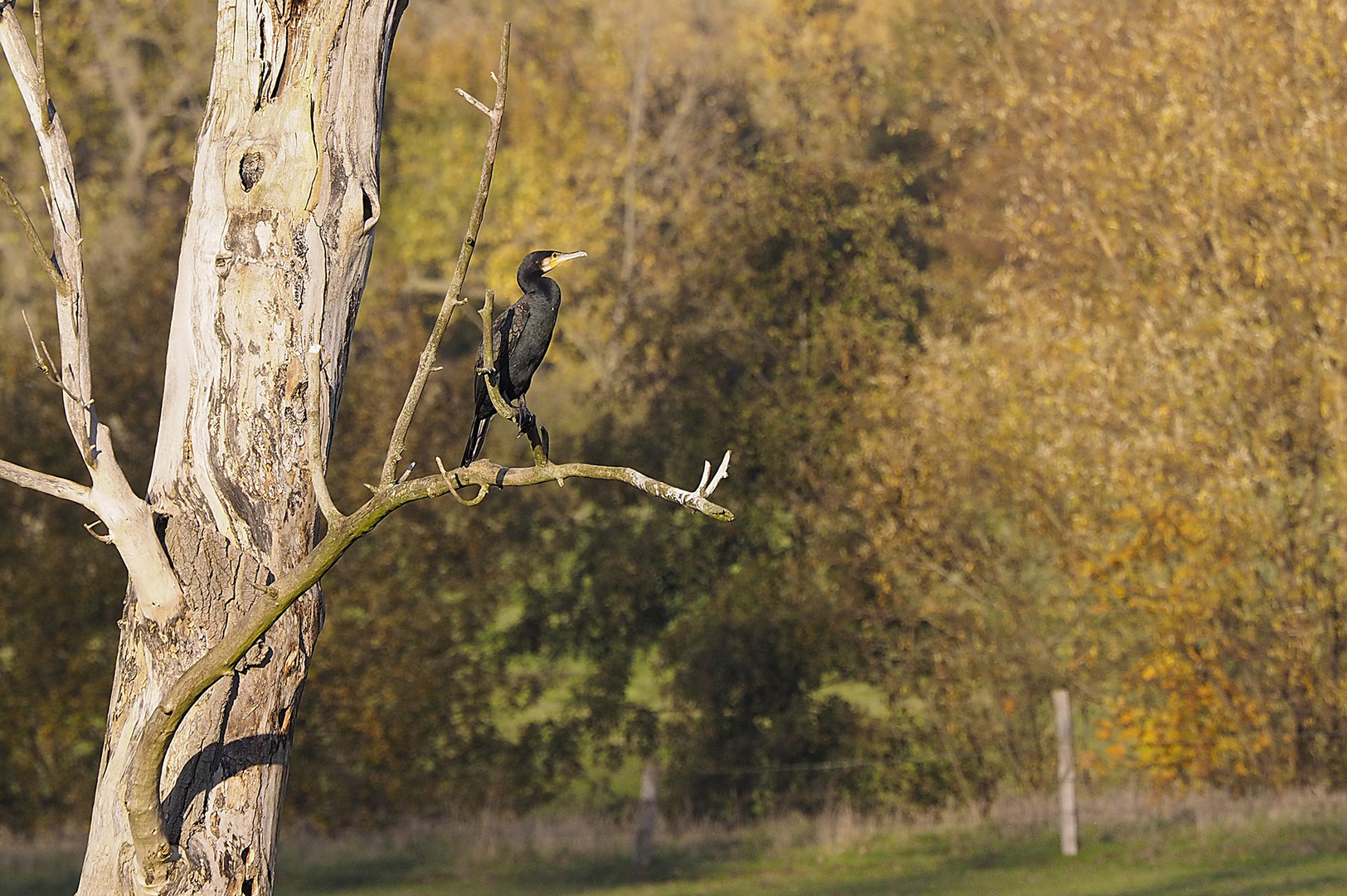 Kormoran im NSG Am Tibaum in den Lippeauen zwischen Hamm und Werne