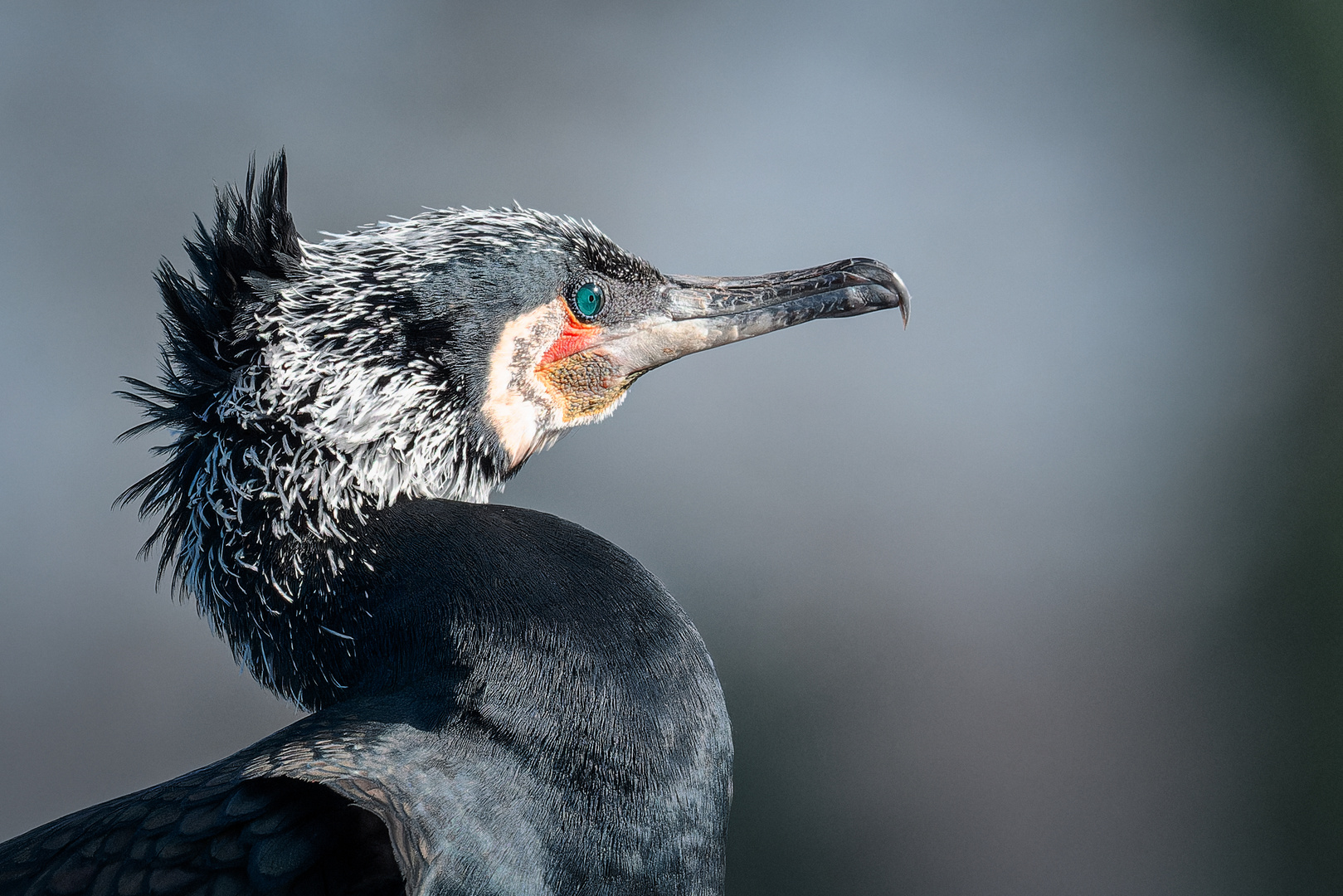 Kormoran im Portrait