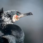 Kormoran im Portrait