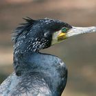 kormoran im prachtgefieder