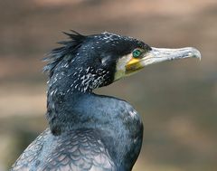 kormoran im prachtgefieder