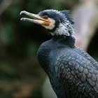 kormoran im prachtgefieder