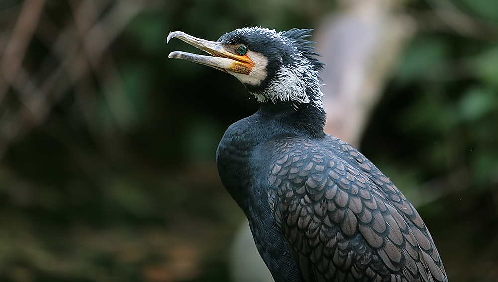 kormoran im prachtgefieder