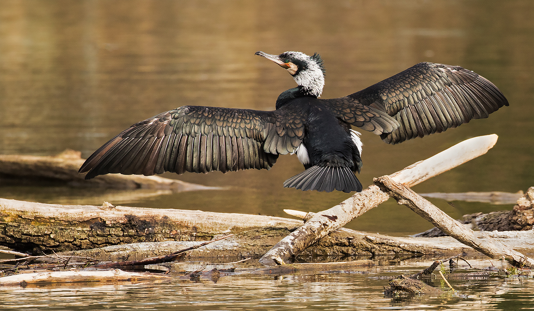 Kormoran im Prachtkeid