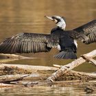 Kormoran im Prachtkeid