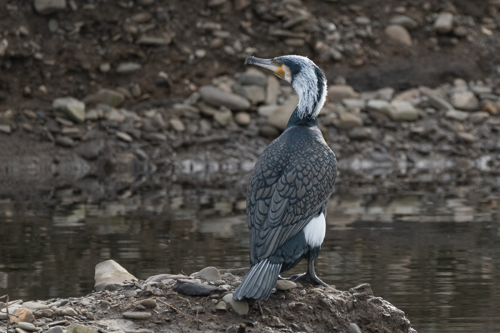 Kormoran im Prachtkleid