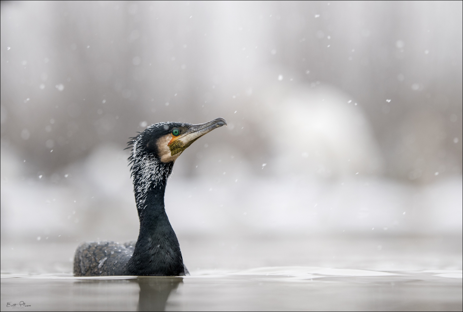 Kormoran im Prachtkleid