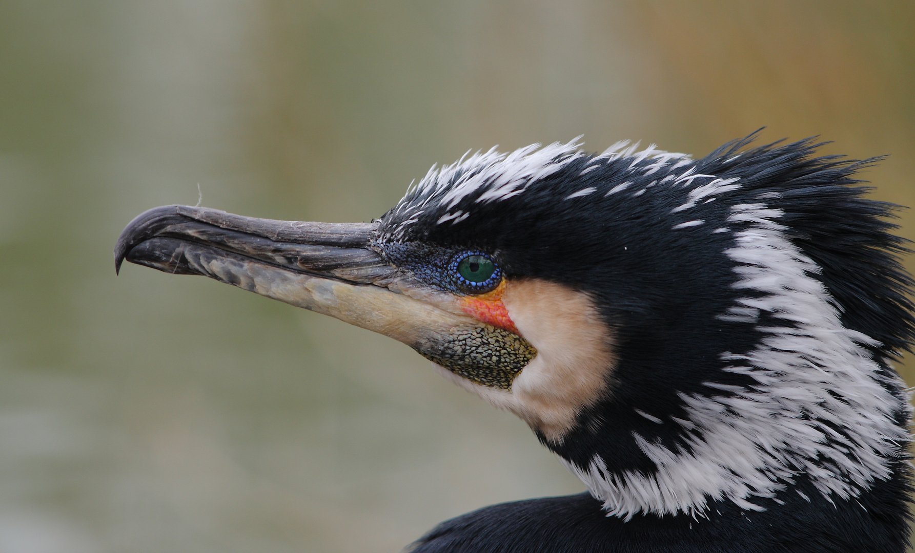 Kormoran im Prachtkleid 2