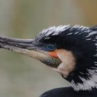 Kormoran im Prachtkleid 2