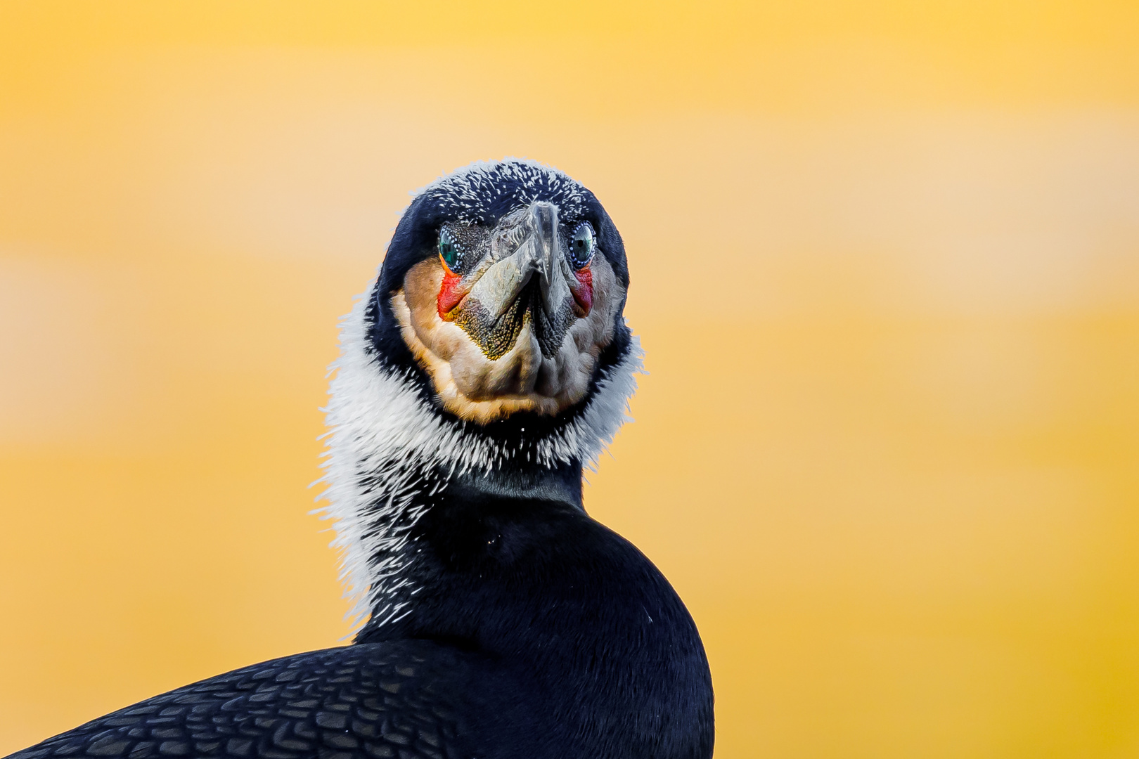 Kormoran im Prachtkleid