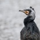 Kormoran im Prachtkleid