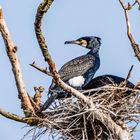 Kormoran im Prachtkleid