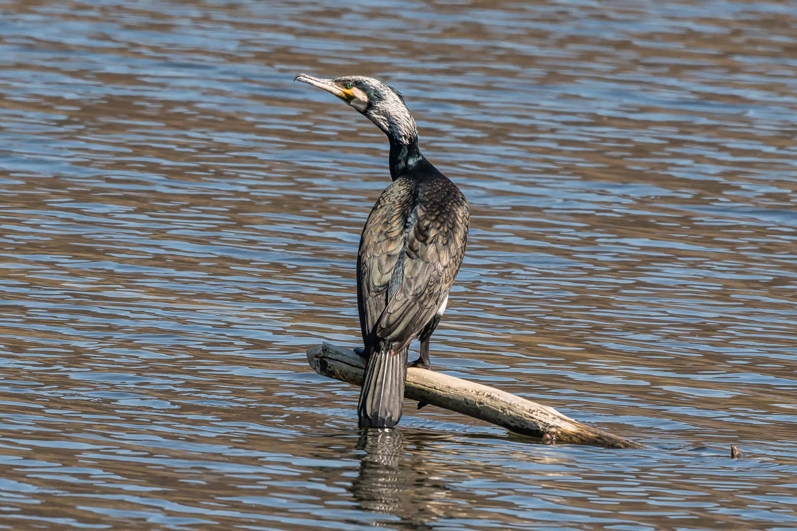 Kormoran im Prachtkleid