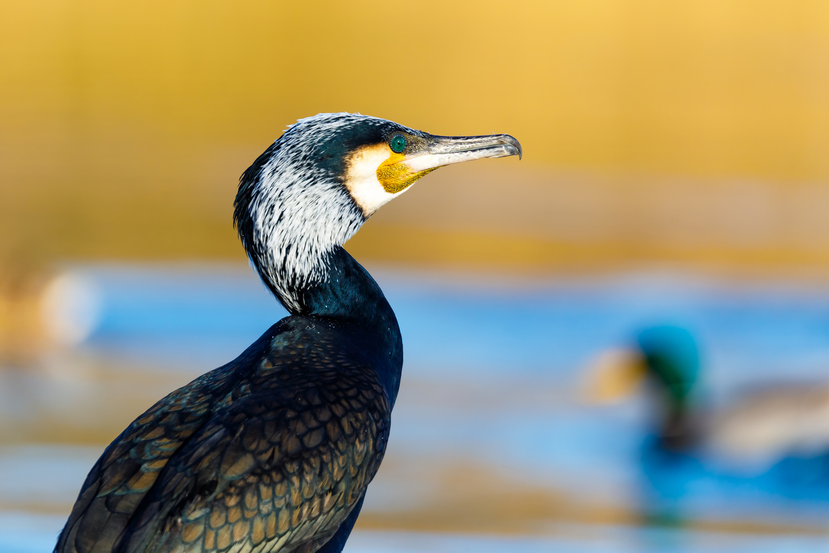 Kormoran im Prachtkleid